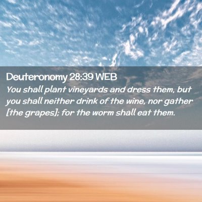 Picture 02 - Deuteronomy 28:39 WEB - You shall plant vineyards and dress them, but you - Bible Verse Picture