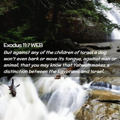 Picture 02 - Exodus 11:7 WEB - But against any of the children of Israel a dog - Bible Verse Picture