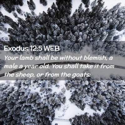 Picture 02 - Exodus 12:5 WEB - Your lamb shall be without blemish, a male a year - Bible Verse Picture