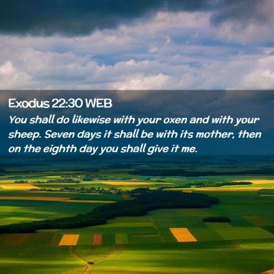 Picture 02 - Exodus 22:30 WEB - You shall do likewise with your oxen and with - Bible Verse Picture