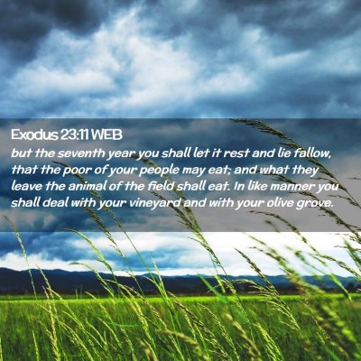 Picture 02 - Exodus 23:11 WEB - but the seventh year you shall let it rest and - Bible Verse Picture