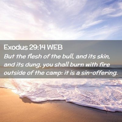 Picture 02 - Exodus 29:14 WEB - But the flesh of the bull, and its skin, and its - Bible Verse Picture