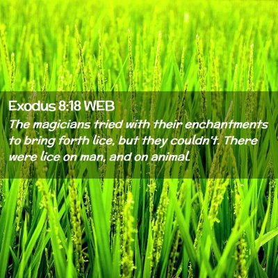 Picture 02 - Exodus 8:18 WEB - The magicians tried with their enchantments to - Bible Verse Picture