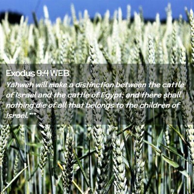Picture 02 - Exodus 9:4 WEB - Yahweh will make a distinction between the cattle - Bible Verse Picture