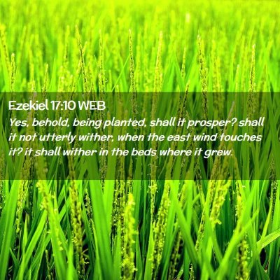 Picture 02 - Ezekiel 17:10 WEB - Yes, behold, being planted, shall it prosper? - Bible Verse Picture