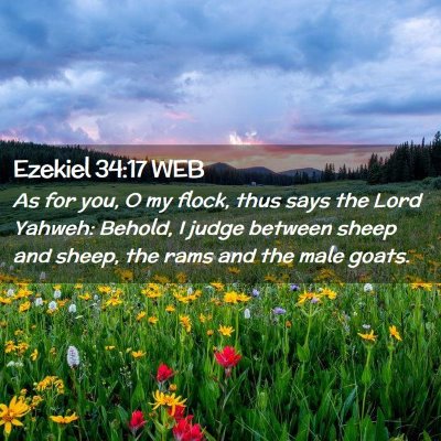 Picture 02 - Ezekiel 34:17 WEB - As for you, O my flock, thus says the Lord - Bible Verse Picture