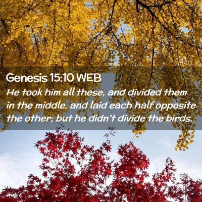 Picture 02 - Genesis 15:10 WEB - He took him all these, and divided them in the - Bible Verse Picture