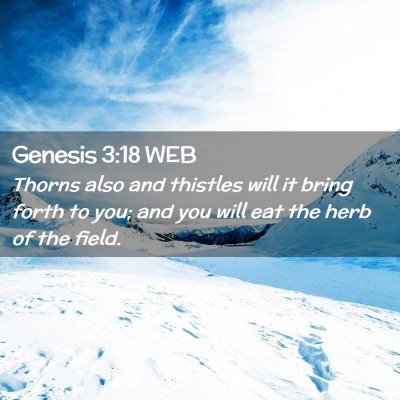 Picture 02 - Genesis 3:18 WEB - Thorns also and thistles will it bring forth to - Bible Verse Picture