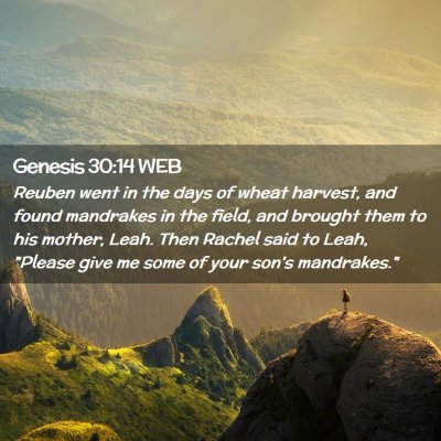 Picture 02 - Genesis 30:14 WEB - Reuben went in the days of wheat harvest, and - Bible Verse Picture