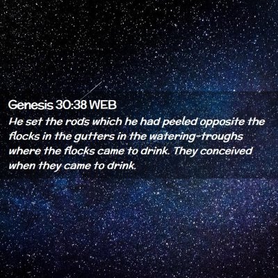 Picture 02 - Genesis 30:38 WEB - He set the rods which he had peeled opposite the - Bible Verse Picture