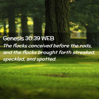Picture 02 - Genesis 30:39 WEB - The flocks conceived before the rods, and the - Bible Verse Picture