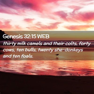 Picture 02 - Genesis 32:15 WEB - thirty milk camels and their colts, forty cows, - Bible Verse Picture