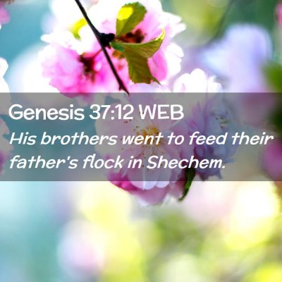 Picture 02 - Genesis 37:12 WEB - His brothers went to feed their father's flock in - Bible Verse Picture