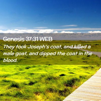 Picture 02 - Genesis 37:31 WEB - They took Joseph's coat, and killed a male goat, - Bible Verse Picture