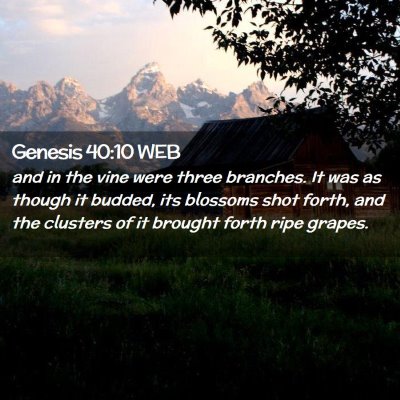 Picture 02 - Genesis 40:10 WEB - and in the vine were three branches. It was as - Bible Verse Picture