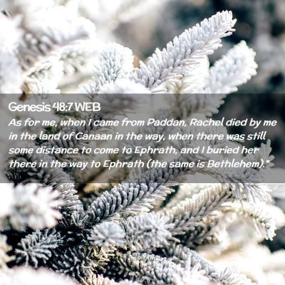 Picture 02 - Genesis 48:7 WEB - As for me, when I came from Paddan, Rachel died - Bible Verse Picture