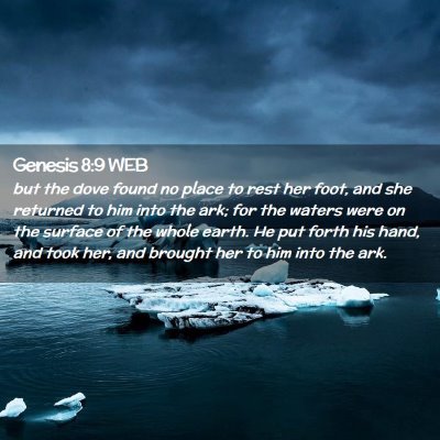 Picture 02 - Genesis 8:9 WEB - but the dove found no place to rest her foot, and - Bible Verse Picture