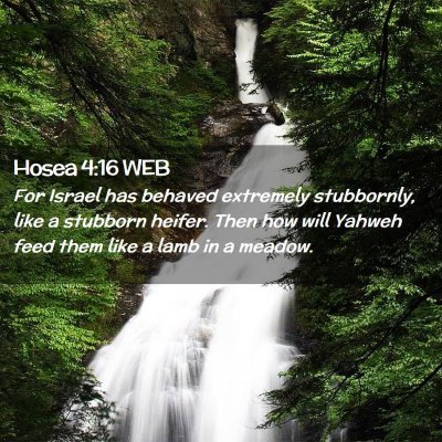 Picture 02 - Hosea 4:16 WEB - For Israel has behaved extremely stubbornly, like - Bible Verse Picture
