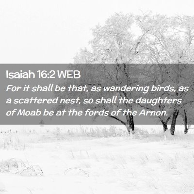 Picture 02 - Isaiah 16:2 WEB - For it shall be that, as wandering birds, as a - Bible Verse Picture