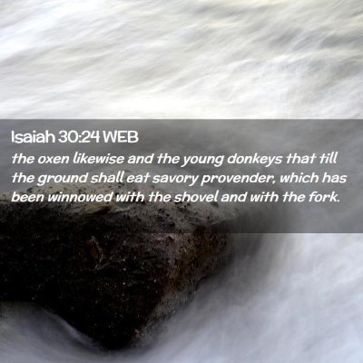 Picture 02 - Isaiah 30:24 WEB - the oxen likewise and the young donkeys that till - Bible Verse Picture