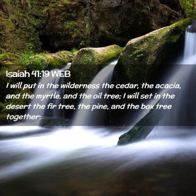 Picture 02 - Isaiah 41:19 WEB - I will put in the wilderness the cedar, the - Bible Verse Picture