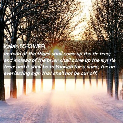 Picture 02 - Isaiah 55:13 WEB - Instead of the thorn shall come up the fir tree; - Bible Verse Picture