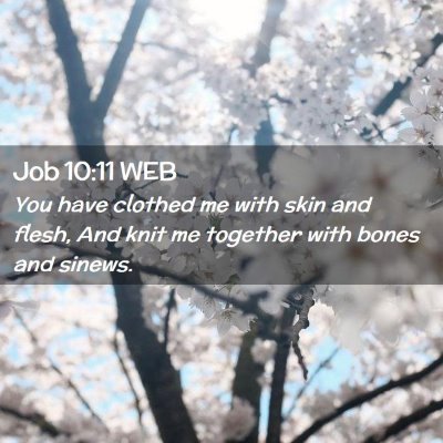 Picture 02 - Job 10:11 WEB - You have clothed me with skin and flesh, And knit - Bible Verse Picture