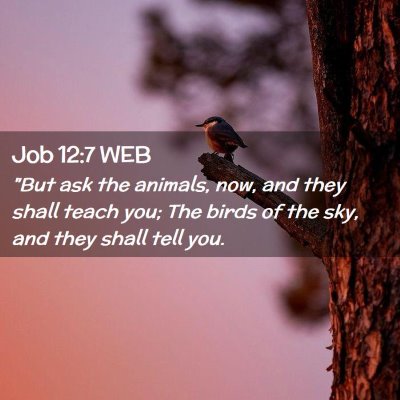 Picture 02 - Job 12:7 WEB - 