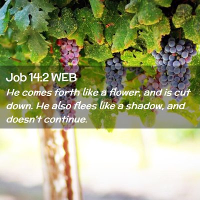 Picture 02 - Job 14:2 WEB - He comes forth like a flower, and is cut down. He - Bible Verse Picture