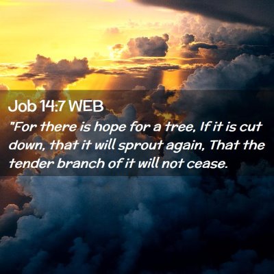 Picture 02 - Job 14:7 WEB - 