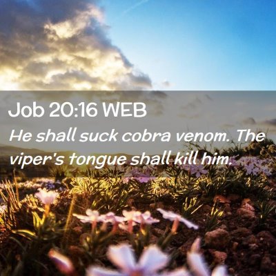 Picture 02 - Job 20:16 WEB - He shall suck cobra venom. The viper's tongue - Bible Verse Picture