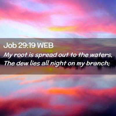Picture 02 - Job 29:19 WEB - My root is spread out to the waters, The dew lies - Bible Verse Picture