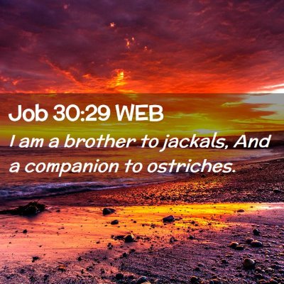 Picture 02 - Job 30:29 WEB - I am a brother to jackals, And a companion to - Bible Verse Picture