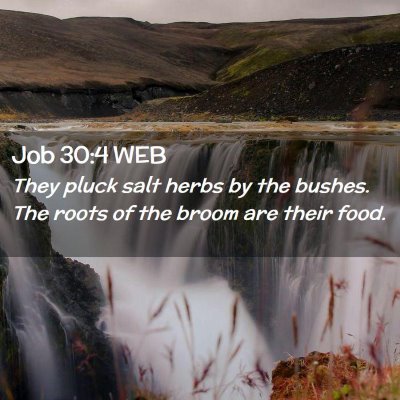 Picture 02 - Job 30:4 WEB - They pluck salt herbs by the bushes. The roots of - Bible Verse Picture