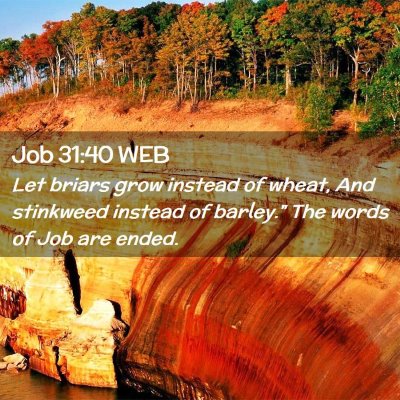 Picture 02 - Job 31:40 WEB - Let briars grow instead of wheat, And stinkweed - Bible Verse Picture