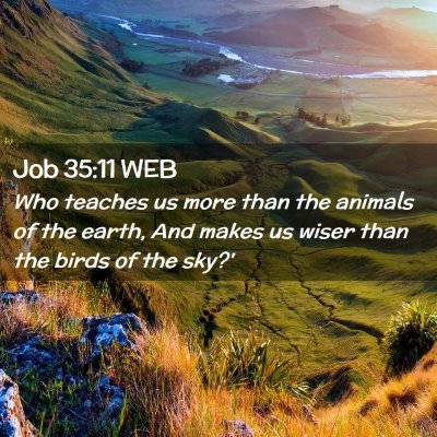Picture 02 - Job 35:11 WEB - Who teaches us more than the animals of the - Bible Verse Picture