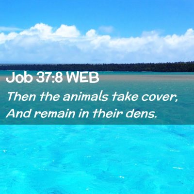 Picture 02 - Job 37:8 WEB - Then the animals take cover, And remain in their - Bible Verse Picture