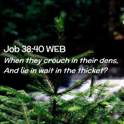 Picture 02 - Job 38:40 WEB - When they crouch in their dens, And lie in wait - Bible Verse Picture