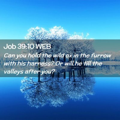 Picture 02 - Job 39:10 WEB - Can you hold the wild ox in the furrow with his - Bible Verse Picture