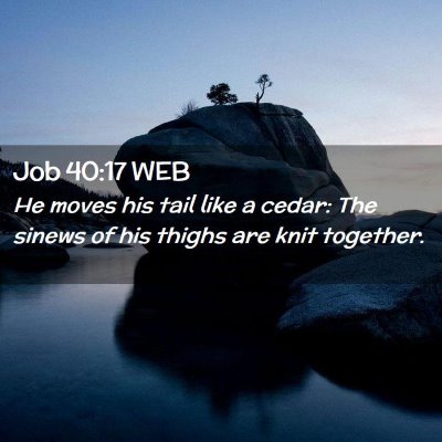 Picture 02 - Job 40:17 WEB - He moves his tail like a cedar: The sinews of his - Bible Verse Picture