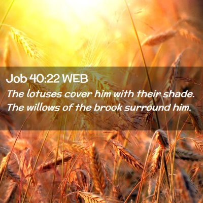 Picture 02 - Job 40:22 WEB - The lotuses cover him with their shade. The - Bible Verse Picture