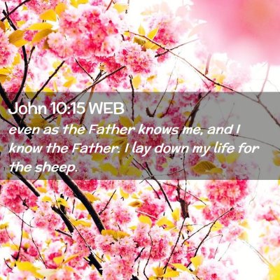 Picture 02 - John 10:15 WEB - even as the Father knows me, and I know the - Bible Verse Picture
