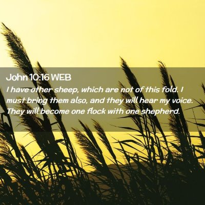 Picture 02 - John 10:16 WEB - I have other sheep, which are not of this fold. I - Bible Verse Picture