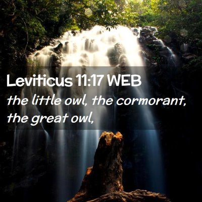 Picture 02 - Leviticus 11:17 WEB - the little owl, the cormorant, the great - Bible Verse Picture