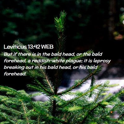 Picture 02 - Leviticus 13:42 WEB - But if there is in the bald head, or the bald - Bible Verse Picture