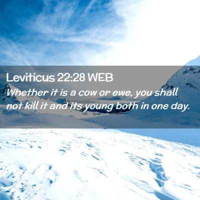 Picture 02 - Leviticus 22:28 WEB - Whether it is a cow or ewe, you shall not kill it - Bible Verse Picture