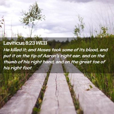 Picture 02 - Leviticus 8:23 WEB - He killed it; and Moses took some of its blood, - Bible Verse Picture