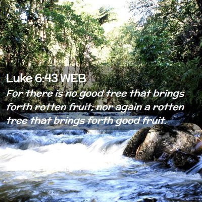 Picture 02 - Luke 6:43 WEB - For there is no good tree that brings forth - Bible Verse Picture