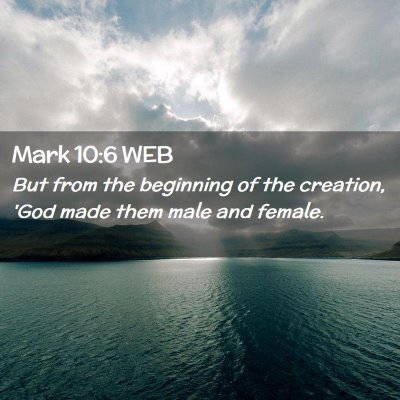 Picture 02 - Mark 10:6 WEB - But from the beginning of the creation, 'God made - Bible Verse Picture