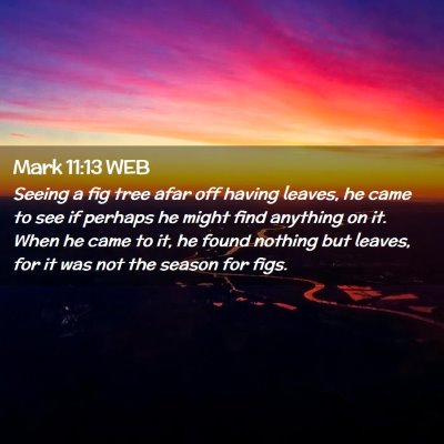 Picture 02 - Mark 11:13 WEB - Seeing a fig tree afar off having leaves, he came - Bible Verse Picture